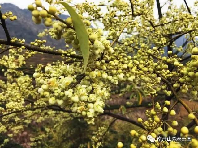 青云湖区、桂畔湖、西安花田里生态休闲公园（青云湖区）「春游攻略｜西安这些地方你一定要去！」  第26张