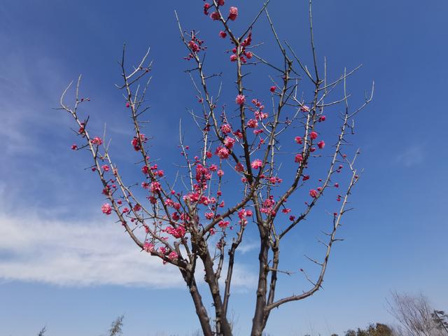 西安休闲踏青的好地方在哪沣河梁家滩运动公园在哪「西安休闲踏青好地方在哪沣河梁家滩运动公园在哪」  第7张