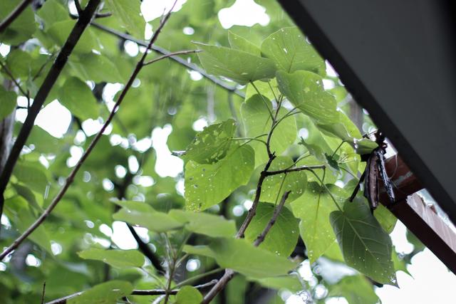 西安旅游攻略之茶宿篇「福鼎白寿眉月光白寿眉月光白芽叶精品私房茶洞庭碧螺春宝塔滇红茶」  第37张