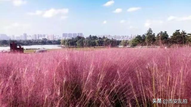 西安生态休闲游园、沣河生态湿地公园、沣河生态湿地公园「沣河生态湿地公园现在开放吗？」  第3张