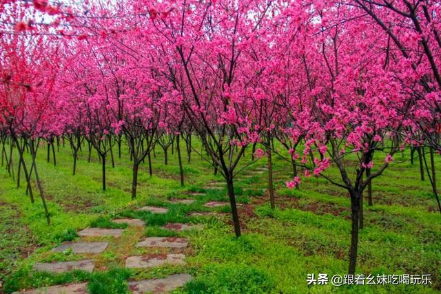 西安生态休闲游乐场在哪里「西安的游乐场有哪些游乐项目」  第7张