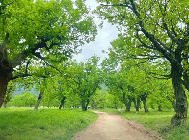 西安周末好去处｜鸭池口村，绿色天堂「西安周末好去处|喝茶露营都可的关中小院」  第2张