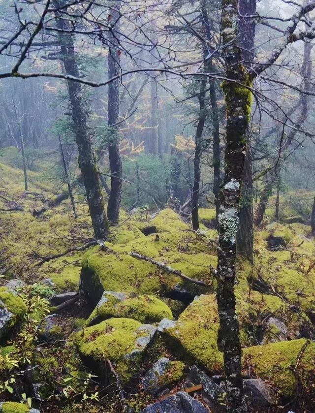 西安旅游攻略：终南山「西安十大休闲旅游景区、国家自然保护区、国家自然保护区」  第4张