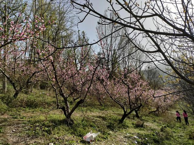 西安柳泉口桃花节赏桃花，粉面含春，争奇斗艳「西安旅游攻略——桃花节」  第11张