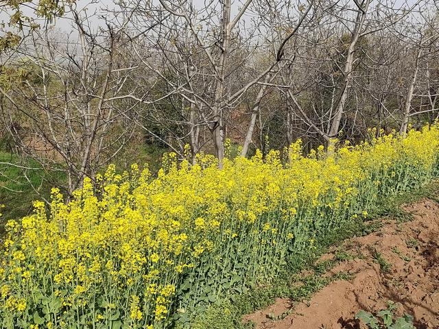 西安柳泉口桃花节赏桃花，粉面含春，争奇斗艳「西安旅游攻略——桃花节」  第21张