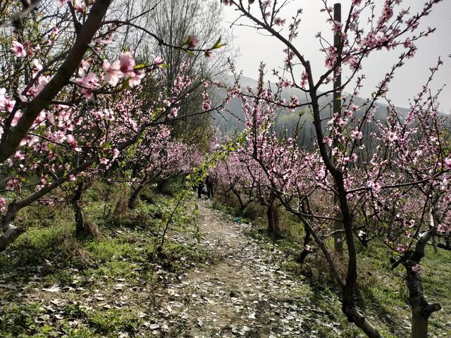 西安柳泉口桃花节赏桃花，粉面含春，争奇斗艳「西安旅游攻略——桃花节」  第15张