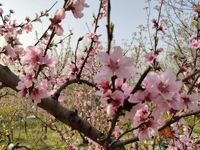 西安柳泉口桃花节赏桃花，粉面含春，争奇斗艳「西安旅游攻略——桃花节」  第16张