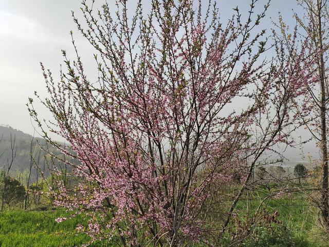 西安柳泉口桃花节赏桃花，粉面含春，争奇斗艳「西安旅游攻略——桃花节」  第25张