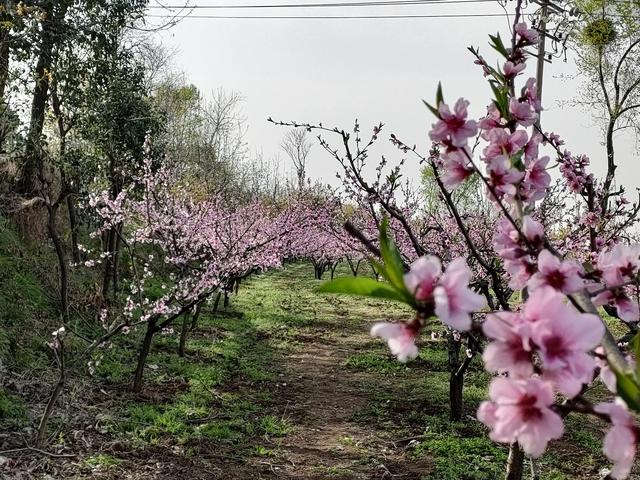 西安柳泉口桃花节赏桃花，粉面含春，争奇斗艳「西安旅游攻略——桃花节」  第24张