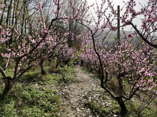 西安柳泉口桃花节赏桃花，粉面含春，争奇斗艳「西安旅游攻略——桃花节」  第14张