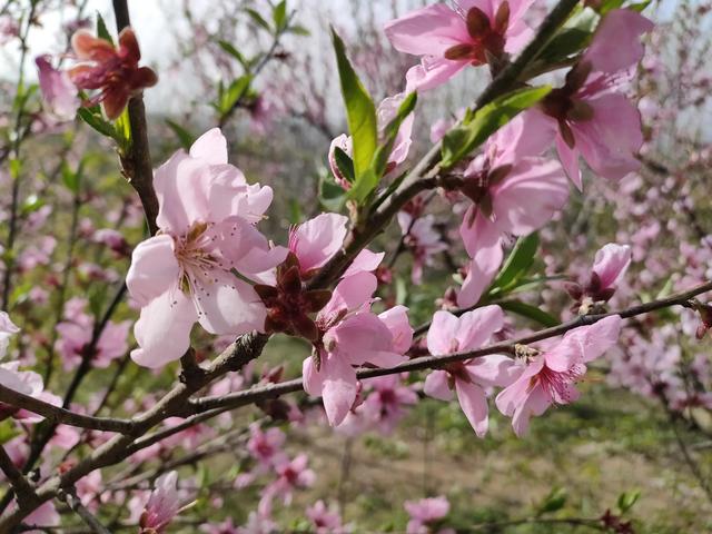 西安柳泉口桃花节赏桃花，粉面含春，争奇斗艳「西安旅游攻略——桃花节」  第17张