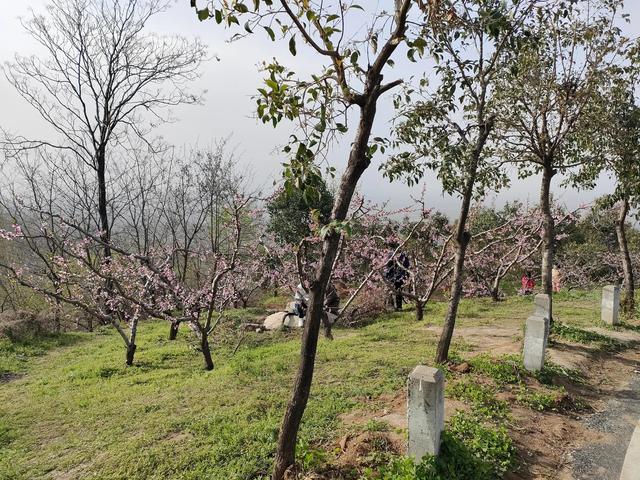 西安柳泉口桃花节赏桃花，粉面含春，争奇斗艳「西安旅游攻略——桃花节」  第34张