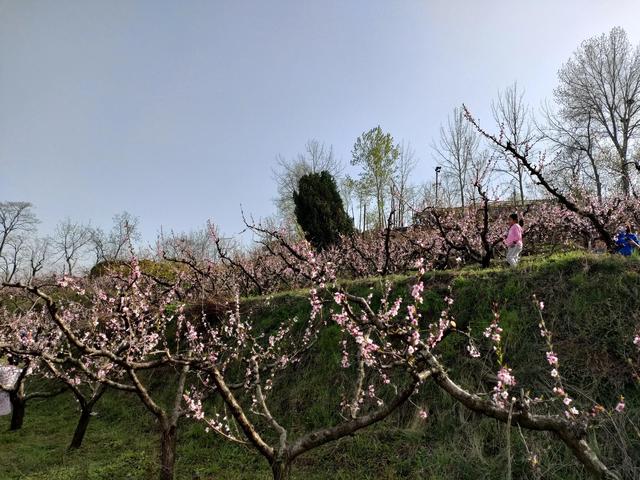 西安柳泉口桃花节赏桃花，粉面含春，争奇斗艳「西安旅游攻略——桃花节」  第30张