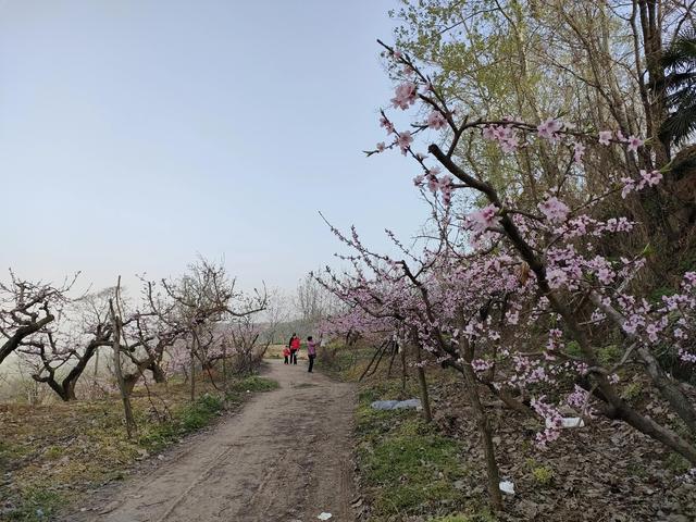 西安柳泉口桃花节赏桃花，粉面含春，争奇斗艳「西安旅游攻略——桃花节」  第38张