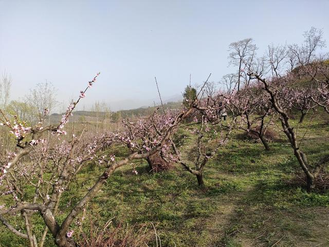 西安柳泉口桃花节赏桃花，粉面含春，争奇斗艳「西安旅游攻略——桃花节」  第31张