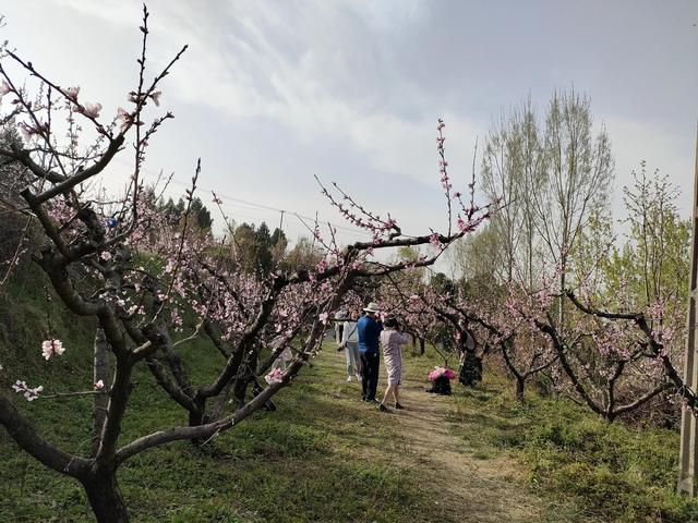 西安柳泉口桃花节赏桃花，粉面含春，争奇斗艳「西安旅游攻略——桃花节」  第32张