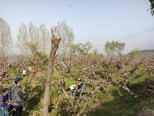 西安柳泉口桃花节赏桃花，粉面含春，争奇斗艳「西安旅游攻略——桃花节」  第45张