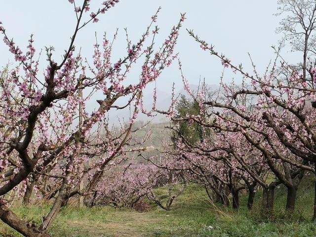 西安柳泉口桃花节赏桃花，粉面含春，争奇斗艳「西安旅游攻略——桃花节」  第47张