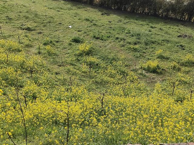 西安柳泉口桃花节赏桃花，粉面含春，争奇斗艳「西安旅游攻略——桃花节」  第44张