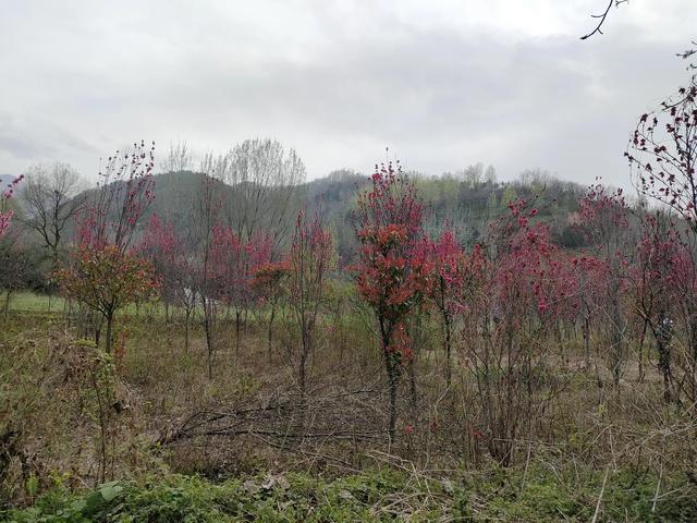 西安柳泉口桃花节赏桃花，粉面含春，争奇斗艳「西安旅游攻略——桃花节」  第49张