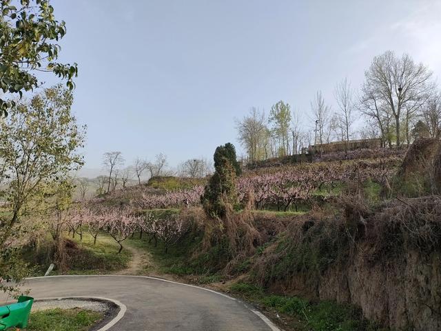 西安柳泉口桃花节赏桃花，粉面含春，争奇斗艳「西安旅游攻略——桃花节」  第46张