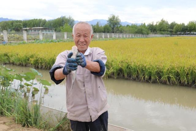 西安高新区农水局全力推进北大村稻渔混养示范区打造特色渔业驱车「温泉水里养鱼特种渔场」  第3张