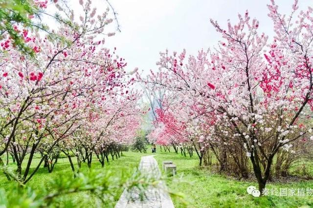 西安假日休闲春光作序描绘美好三月春和景明山花烂漫草色青青「春游秦岭楼观，看花海逗国宝」  第3张