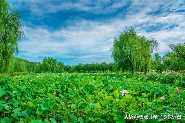 西安快乐休闲西安快乐休闲地址：沣东荷苑导航：沣东荷苑「亲子游西安亲子游」  第30张