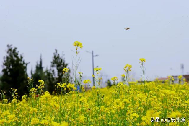 西安休闲旅游「西安休闲娱乐」  第2张