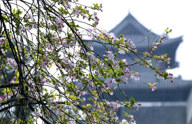 西安旅游攻略｜西安旅游攻略「西安休闲看花又是一年春花烂漫时宅jia太久的景区」  第9张