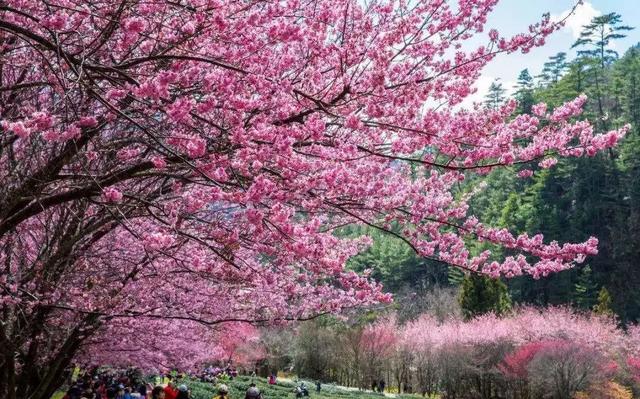 西安旅游攻略｜西安旅游攻略「西安休闲看花又是一年春花烂漫时宅jia太久的景区」  第13张