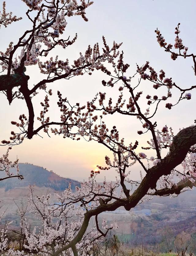 西安旅游攻略｜西安旅游攻略「西安休闲看花又是一年春花烂漫时宅jia太久的景区」  第14张