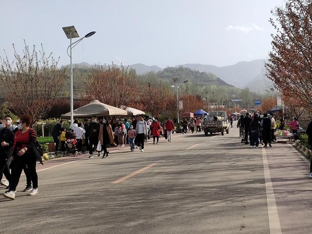 西安鄠邑区第四届柳泉桃花节赏桃花节「粉红，录一览：西安休闲娱乐好去处」  第5张