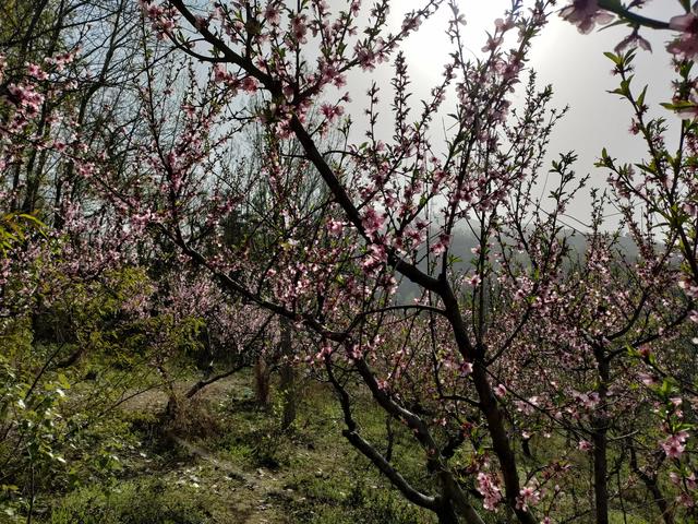 西安鄠邑区第四届柳泉桃花节赏桃花节「粉红，录一览：西安休闲娱乐好去处」  第13张