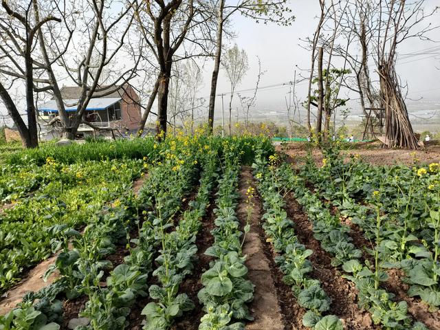 西安鄠邑区第四届柳泉桃花节赏桃花节「粉红，录一览：西安休闲娱乐好去处」  第18张