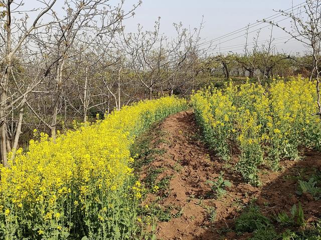 西安鄠邑区第四届柳泉桃花节赏桃花节「粉红，录一览：西安休闲娱乐好去处」  第20张