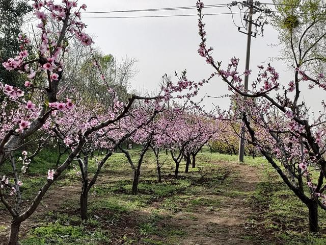 西安鄠邑区第四届柳泉桃花节赏桃花节「粉红，录一览：西安休闲娱乐好去处」  第23张