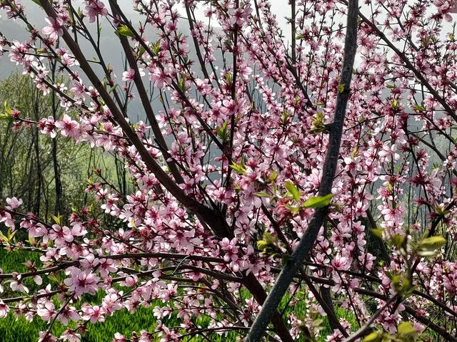 西安鄠邑区第四届柳泉桃花节赏桃花节「粉红，录一览：西安休闲娱乐好去处」  第26张