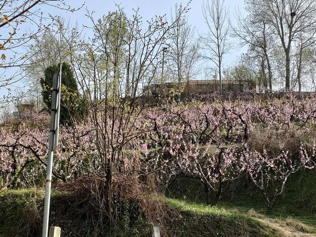 西安鄠邑区第四届柳泉桃花节赏桃花节「粉红，录一览：西安休闲娱乐好去处」  第28张