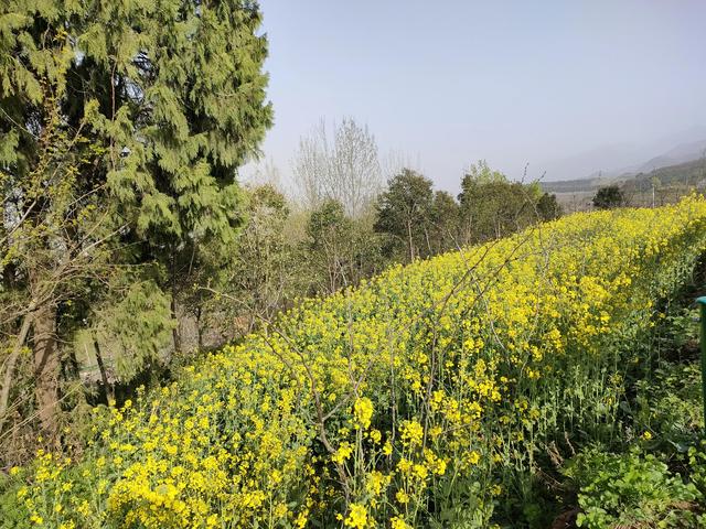 西安鄠邑区第四届柳泉桃花节赏桃花节「粉红，录一览：西安休闲娱乐好去处」  第27张