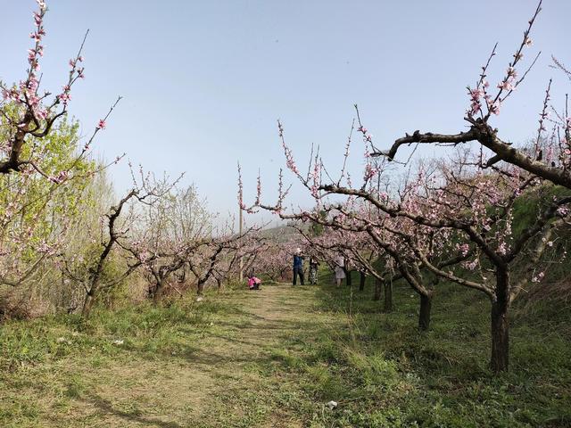 西安鄠邑区第四届柳泉桃花节赏桃花节「粉红，录一览：西安休闲娱乐好去处」  第29张