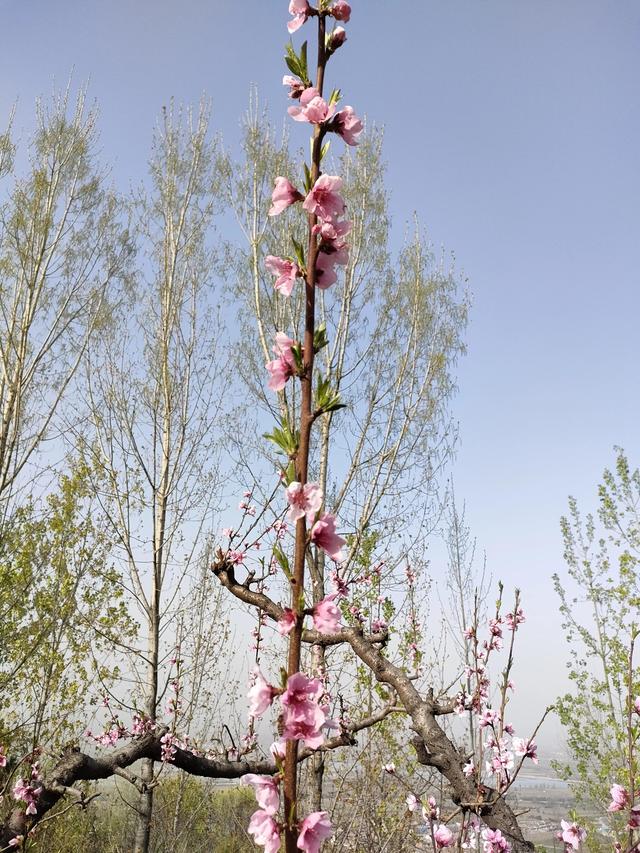 西安鄠邑区第四届柳泉桃花节赏桃花节「粉红，录一览：西安休闲娱乐好去处」  第33张