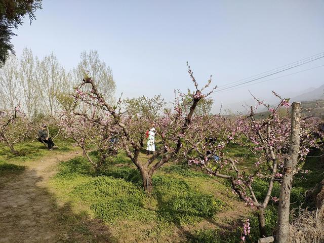 西安鄠邑区第四届柳泉桃花节赏桃花节「粉红，录一览：西安休闲娱乐好去处」  第35张