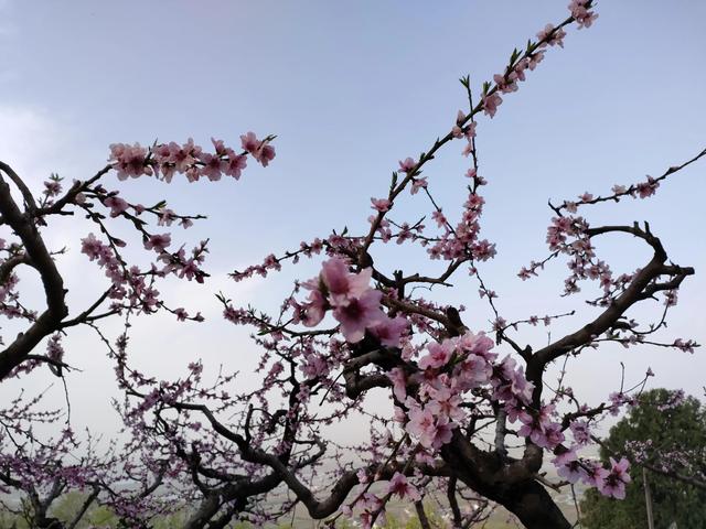 西安鄠邑区第四届柳泉桃花节赏桃花节「粉红，录一览：西安休闲娱乐好去处」  第39张