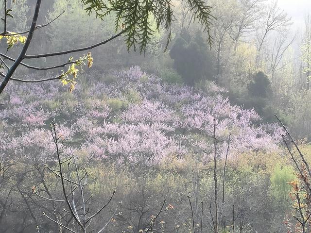 西安鄠邑区第四届柳泉桃花节赏桃花节「粉红，录一览：西安休闲娱乐好去处」  第43张