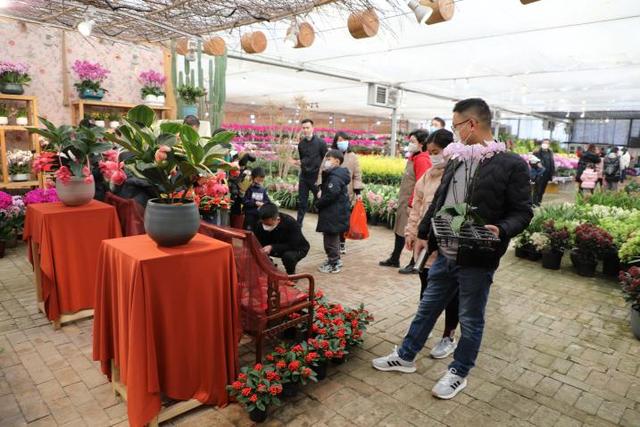 西安花卉展示室内设计「西安休闲阳台书桌书桌春节置一盆香气馥郁的“年宵花”」  第6张