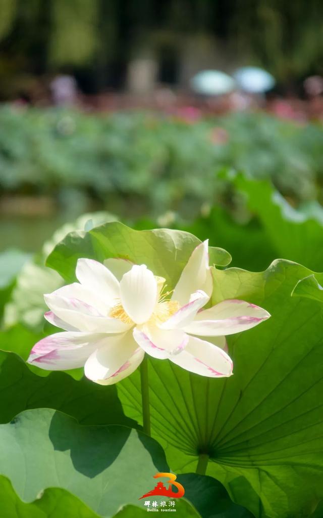 西安 休闲「西安常宁宫」  第13张