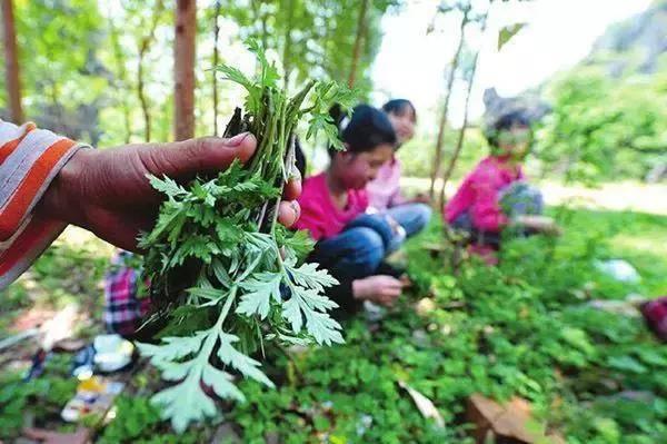 西安九大挖野菜的好地方，赶紧出发吧！「西安九大挖野菜地图，带上家人和你的小铲铲，赶紧出发吧」  第2张