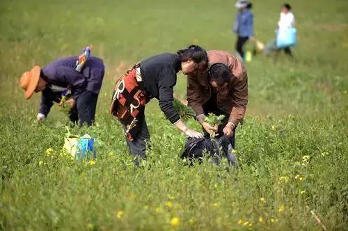 西安九大挖野菜的好地方，赶紧出发吧！「西安九大挖野菜地图，带上家人和你的小铲铲，赶紧出发吧」  第3张