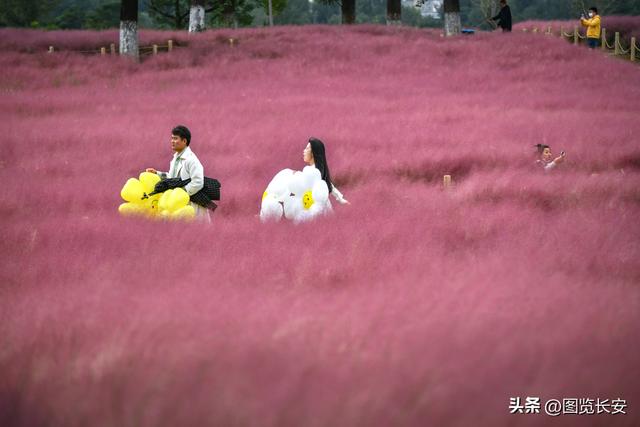 西安花海休闲园西安花恋海舞厅营业吗西安花海舞厅营业吗「西安花海休闲园2、西安花恋海舞厅营业吗西安花恋海舞厅营业吗」  第2张